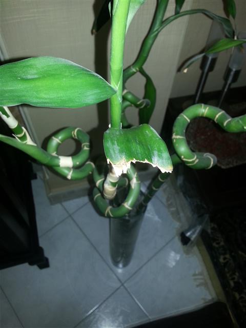 تصویر پرسش و پاسخ گیاه